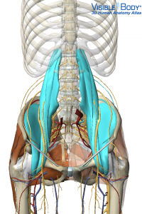 Hip Flexor Low back pain