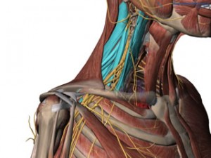 Scalene muscles